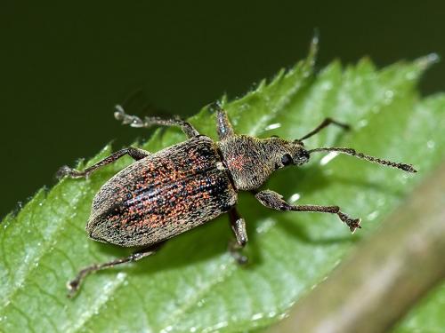 Réf. 229 356 : Phyllobius pyri