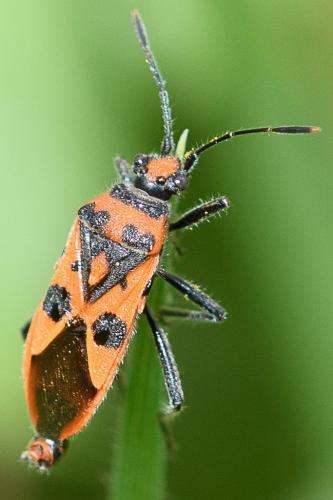 Corizus hyoscyami hyoscyami