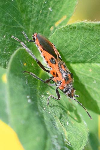 Corizus hyoscyami hyoscyami