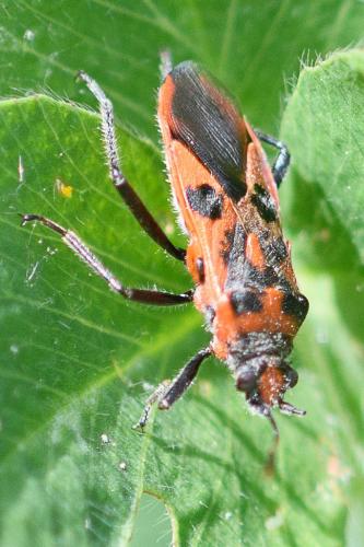 Réf. 229 057 : Corizus hyoscyami hyoscyami