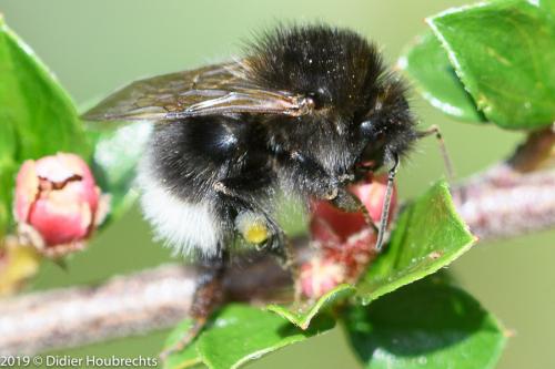 Bombus hypnorum ericetorum