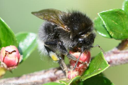 Bombus hypnorum ericetorum