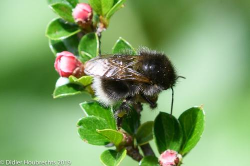 Bombus hypnorum ericetorum