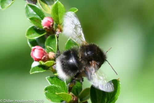 Bombus hypnorum ericetorum