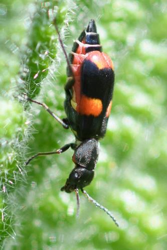 Réf. 229 863 : Anthocomus fasciatus
