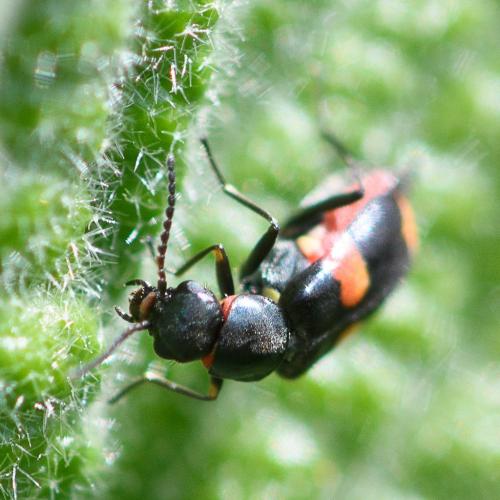 Réf. 229 864 : Anthocomus fasciatus