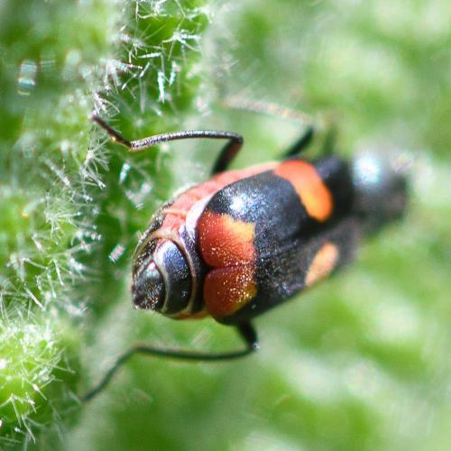 Réf. 229 865 : Anthocomus fasciatus