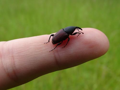 Sphenophorus sp.