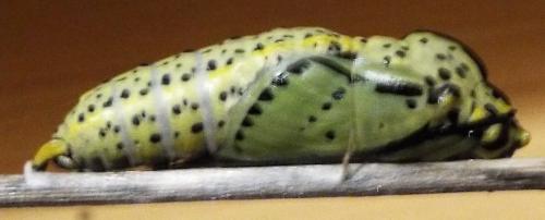 Aporia crataegi
