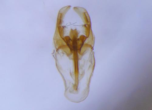 Nematopogon swammerdamella