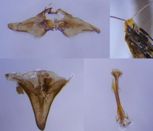 Nematopogon adansoniella