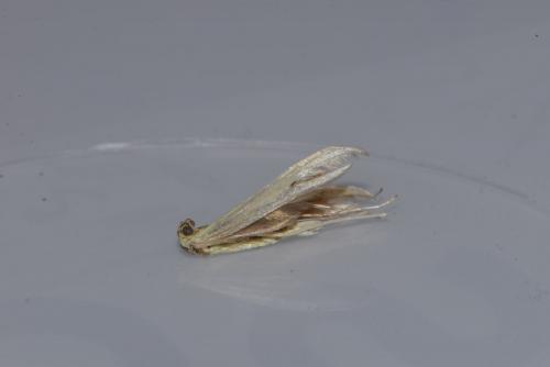 Réf. 229 620 : Hellinsia osteodactylus