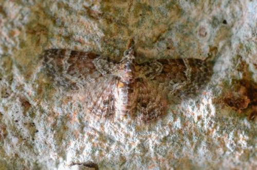 Réf. 229 687 : Mesocolpia nanula