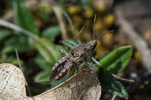 Réf. 229 003 : Coranus griseus