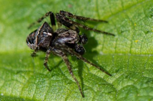 Réf. 229 534 : Gibbaranea bituberculata