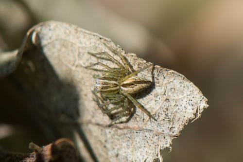 Réf. 229 712 : Oxyopes sp.
