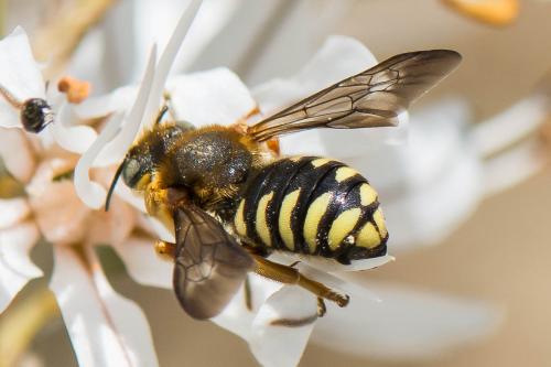 Réf. 229 651 : Rhodanthidium septemdentatum