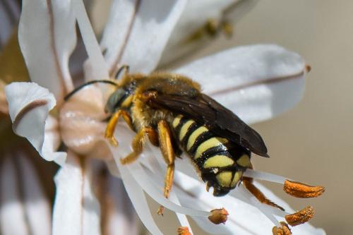 Réf. 229 652 : Rhodanthidium septemdentatum