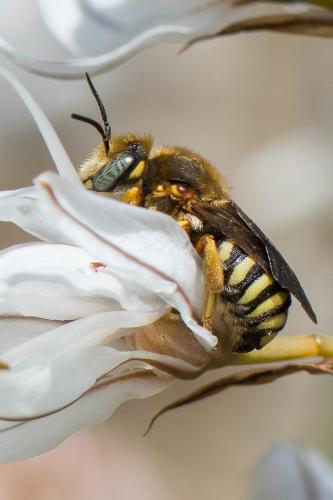 Réf. 229 704 : Rhodanthidium septemdentatum
