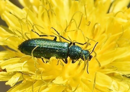Réf. 229 607 : Psilothrix viridicoerulea
