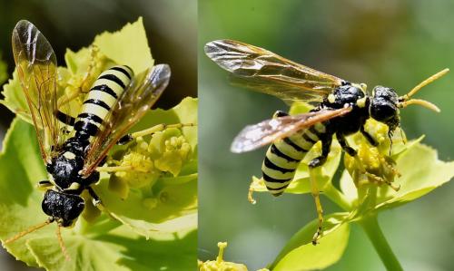 Cephaledo meridiana