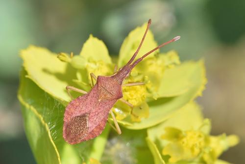 Haploprocta sulcicornis