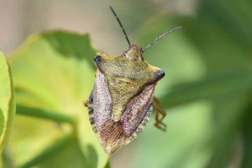 Carpocoris mediterraneus atlanticus