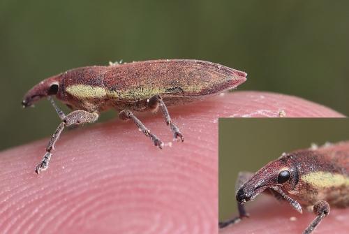 Lixus trivittatus
