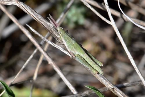 Réf. 229 184 : Pyrgomorpha conica conica