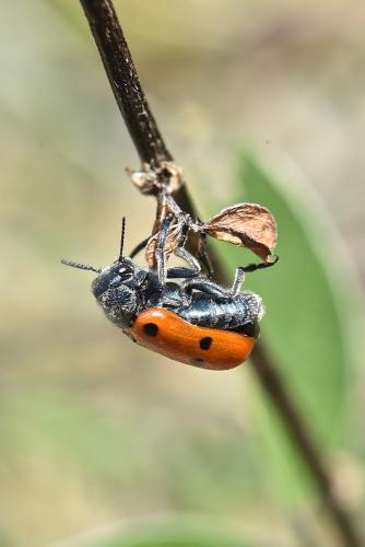 Réf. 229 692 : Lachnaia sp.