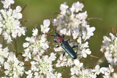 Certallum ebulinum