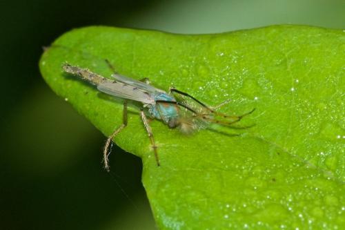 Réf. 229 956 : Chironomini inconnu