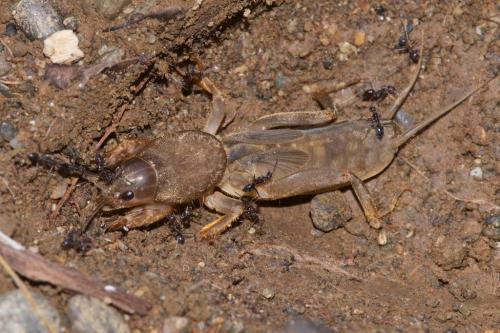 Gryllotalpa sp.