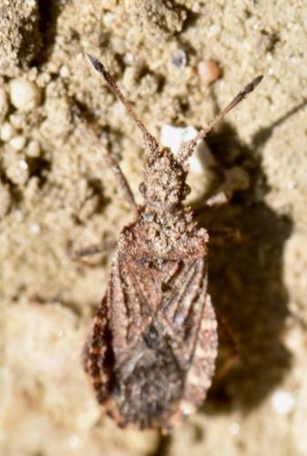 Réf. 229 568 : Arenocoris waltlii