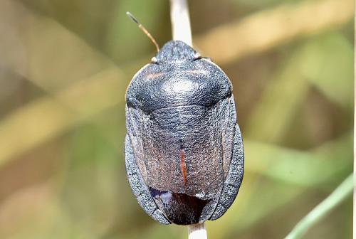 Réf. 229 697 : Eurygaster austriaca