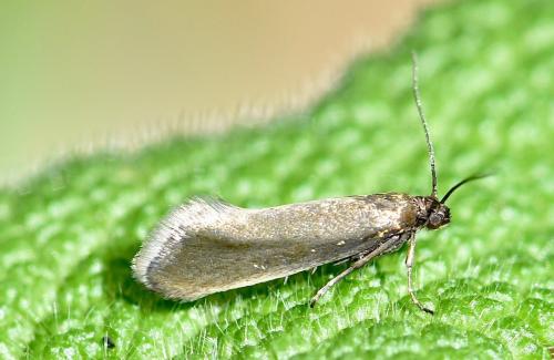 Réf. 229 792 : Glyphipterix fuscoviridella