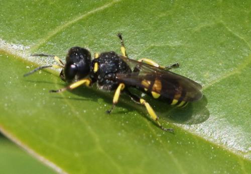 Ectemnius continuus