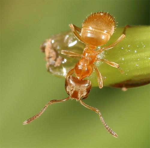 Lasius flavus