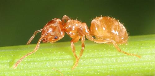 Lasius flavus