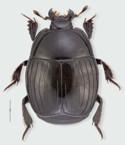 Hister bissexstriatus