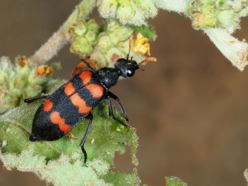 Hycleus haemorrhous