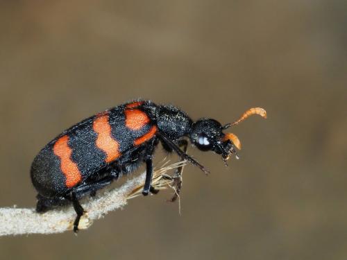 Hycleus haemorrhous