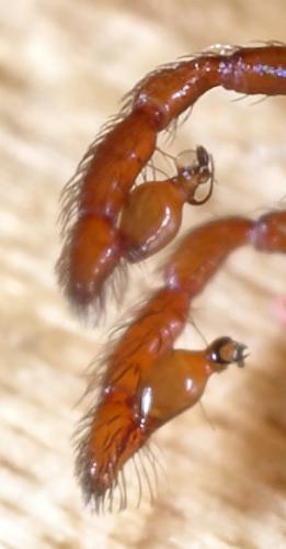 Harpactea hombergi