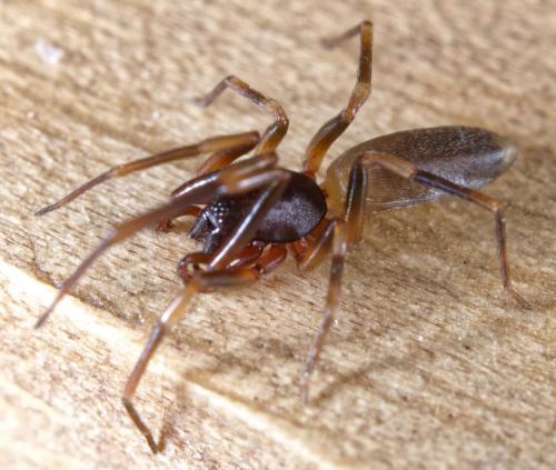 Harpactea hombergi