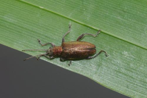 Réf. 229 030 : Plateumaris sp.