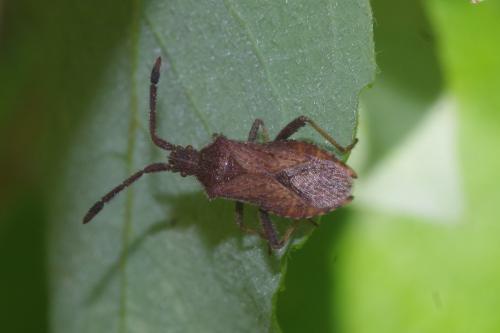 Coriomeris denticulatus