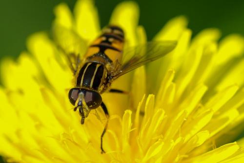 Réf. 229 707 : Helophilus pendulus