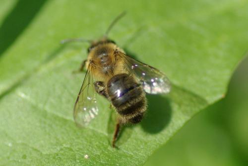 Andrena (scotica-trimmerana)