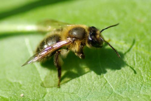 Andrena (scotica-trimmerana)