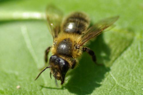 Andrena (scotica-trimmerana)
